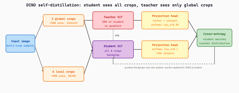 DINO self-distillation: student sees all crops, teacher sees only global crops